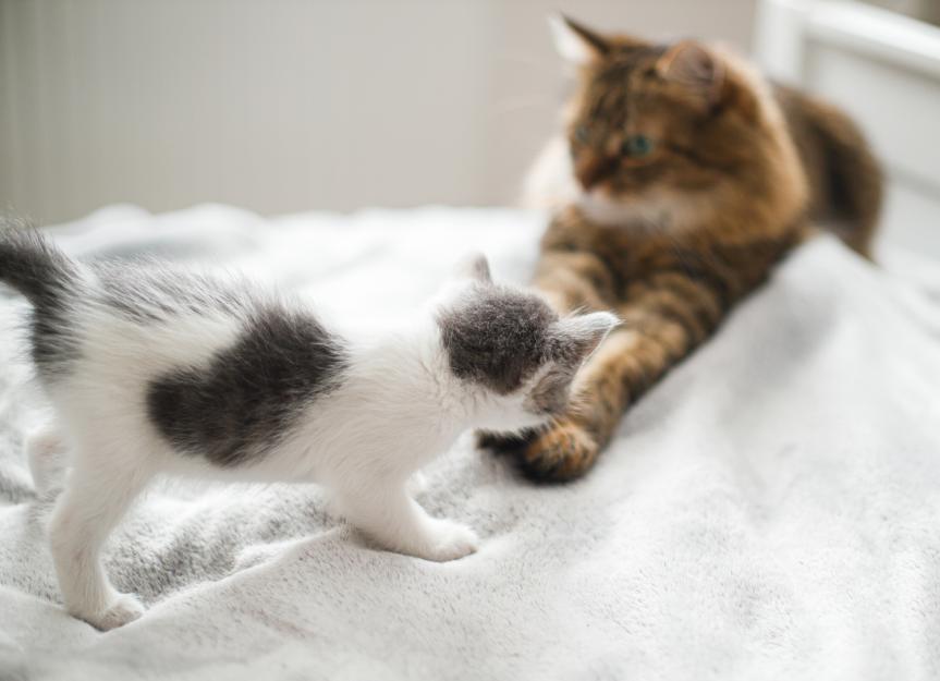 View of How To Introduce a Kitten to a Cat | PetMD